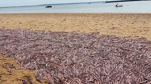 Massensterben am Meer: Tausende tote Tintenfische an Strand angeschwemmt